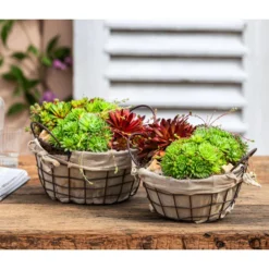 Hauswurz-Arrangement Landhaus Garten, In Metall-Korb -Angebote Biohort Store 6433346 6433353 WE MO 002 OutdoorSchalen Hauswurz Drahtkorb