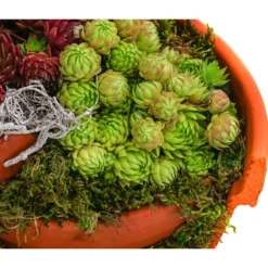 Hauswurz-Arrangement Terra Garten, In Terrakotta-Topf -Angebote Biohort Store 6441240 WE DE 001 Terra Garten19cmSemp