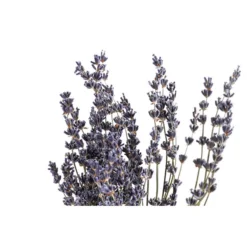 Trockenblumenbund Lavendel -Angebote Biohort Store 6491682 PR DE 001 LavendeltiefblauBund DehnerExpressHerzig