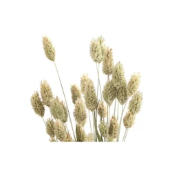 Trockenblumenbund Glanzgras, Natur 9 Trockenblumenbund Glanzgras, Natur -Angebote Biohort Store 6491690 PR DE 001 GlanzgrasnaturBund DehnerExpressHerzig