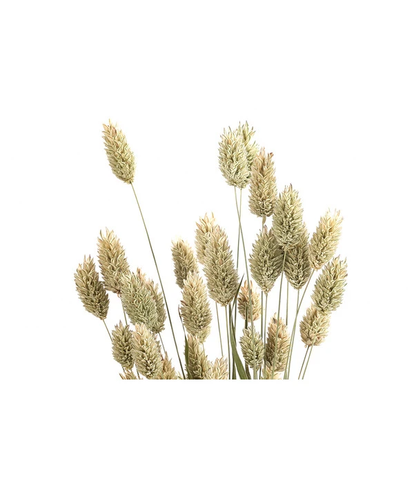 Trockenblumenbund Glanzgras, Natur 6 Trockenblumenbund Glanzgras, Natur – Bild 4