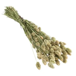 Trockenblumenbund Glanzgras, Natur