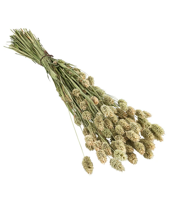 Trockenblumenbund Glanzgras, Natur 3 Trockenblumenbund Glanzgras, Natur