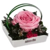 Dehner Keramik-Schale Mit Longlife-Rose Dita, Rosa, Ca. B10/H11/T10 Cm -Angebote Biohort Store 6537708 WE FS 002 LL SchaleDitaROSA