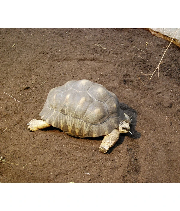 Floragard Schildkrötensubstrat 4 Floragard Schildkrötensubstrat – Bild 2