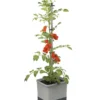 Gusta Garden Tomatentopf Tom Tomato, Ca. B35/H135/T28 Cm