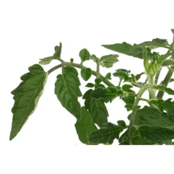 Sonnenparadeiser, Gelb -Angebote Biohort Store 6766794 WE DE 001 SonnentomateGelb