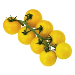 Sonnenparadeiser, Gelb -Angebote Biohort Store 6766794 WE FS 002 SonnentomateGelb