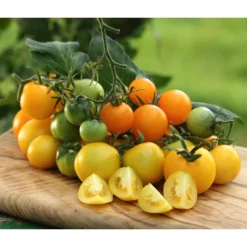 Sonnenparadeiser, Gelb