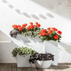 Süßkartoffel, Verschiedene Farben -Angebote Biohort Store 6770721 8813206 8809592 8824500 WE MO 001 LechuzaSchaleCubetoStone 1