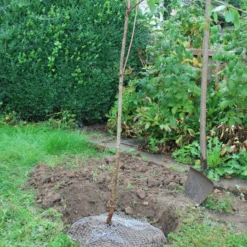 Wühlmauskorb -Angebote Biohort Store 6920136 WE MO 004 Wuehlmauskorb