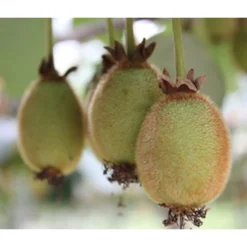 Kiwi 'Issai' -Angebote Biohort Store 7033822 PR DE 001 ActinidiaKiwiArgutaIssaiPixabay