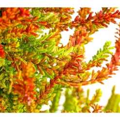 Knospenheide, Pyramide -Angebote Biohort Store 7084494 PR DE 001 CallunaVulgarisKnospenheidePyramideDehnerExpressHerzig