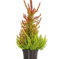 Knospenheide, Pyramide -Angebote Biohort Store 7084494 PR FS 001 CallunaVulgarisKnospenheidePyramideDehnerExpressHerzig