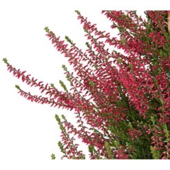 Knospenheide, Pyramide -Angebote Biohort Store 7084494 WE DE 001 CallunaVulgarisKnospenblueherPyramideT19DehnerExpressHerzig