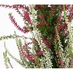 Knospenheide, Pyramide -Angebote Biohort Store 7084494 WE DE 002 CallunaVulgarisKnospenblueherPyramideT19DehnerExpressHerzig