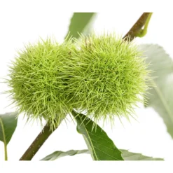 Esskastanie -Angebote Biohort Store 7091580 PR DE 001 CastaneaSativaEsskastanieDehnerExpressHerzig