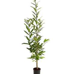 Esskastanie -Angebote Biohort Store 7091580 PR FS 001 CastaneaSativaEsskastanieBusch9 5L