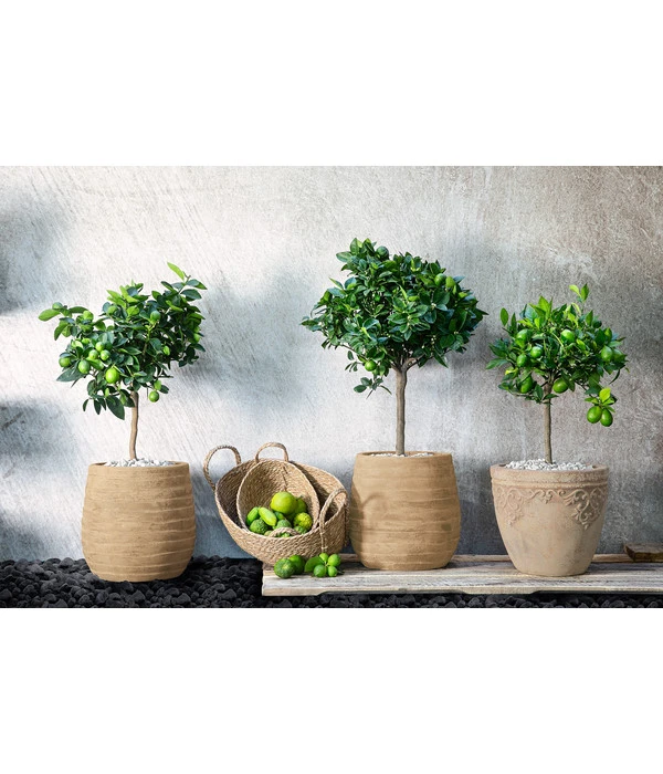 Limette 'Lima Verde' 4 Limette 'Lima Verde' – Bild 2