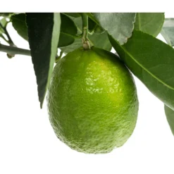 Limette 'Lima Verde' 9 Limette 'Lima Verde' -Angebote Biohort Store 7118391 WE DE 001 CitrusLimetteLimaVerdeDehnerExpressHerzig