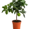 Limette 'Lima Verde' -Angebote Biohort Store 7118391 WE FS 001 CitrusLimetteLimaVerdeDehnerExpressHerzig