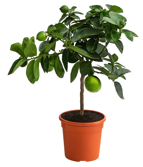 Limette 'Lima Verde' 3 Limette 'Lima Verde'