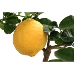 Kaiserzitrone 'Lipo' -Angebote Biohort Store 7118508 WE DE 001 CitrusLipoT20Kaiserzitrone