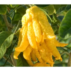Zitronat-Zitrone 'Buddhas Hand' -Angebote Biohort Store 7118763 BildD 001 CitrusBuddhasHandCitrMedicaBuddhasHan