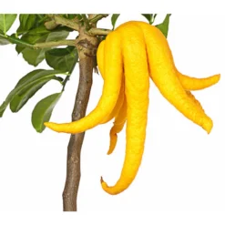 Zitronat-Zitrone 'Buddhas Hand' -Angebote Biohort Store 7118763 WE DE 001 CitrusBuddhasHandT20DehnerExpressHerzig