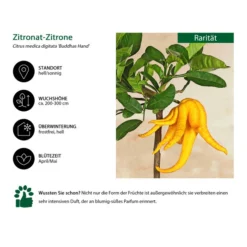 Zitronat-Zitrone 'Buddhas Hand' -Angebote Biohort Store 7118763 WE IG 001 ZitronatzitroneBuddahsHand