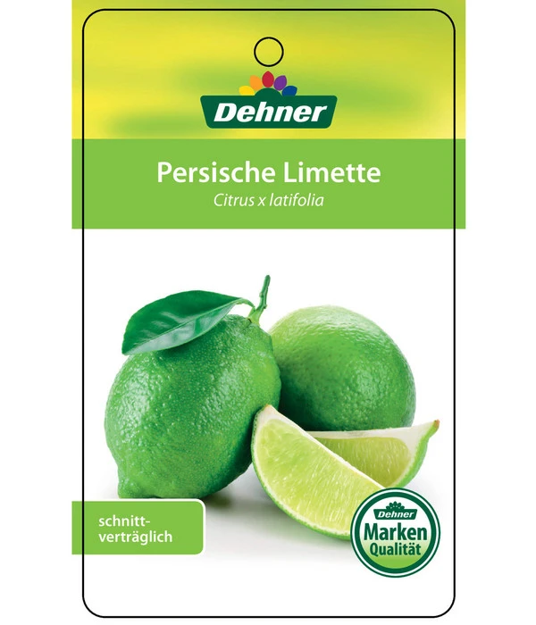 Limette 'Lima Verde' 6 Limette 'Lima Verde' – Bild 4