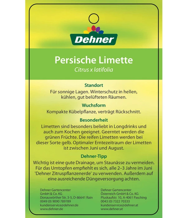 Limette 'Lima Verde' 7 Limette 'Lima Verde' – Bild 5
