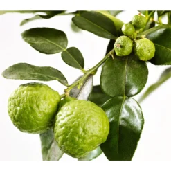 Dehner Gourmet Garten Kaffir-Limette -Angebote Biohort Store 7119308 WE DE 001 GGCitrusLimonHystrix