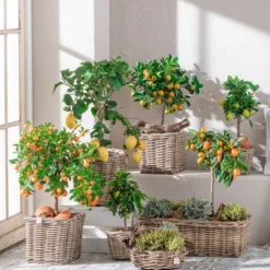 Dehner Gourmet Garten Goldsalbei -Angebote Biohort Store 7119696 WE MO 001 CitrusGoldsalbei