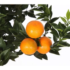 Bitterorange 'Chinotto' -Angebote Biohort Store 7119803 WE DE 001 CitrusMyrtifoliaT20DehnerExpressHerzig