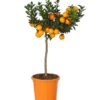 Bitterorange 'Chinotto' -Angebote Biohort Store 7119803 WE FS 001 CitrusMyrtifoliaT20DehnerExpressHerzig