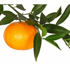 Mandarine -Angebote Biohort Store 7120306 WE DE 001 CitrusReticulataT20DehnerExpressHerzig