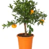 Mandarine -Angebote Biohort Store 7120306 WE FS 001 CitrusReticulataT20DehnerExpressHerzig