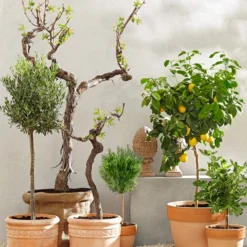 Feige, Dunkel -Angebote Biohort Store 7120389 PR MO 001 MediterranGC10retusch 1