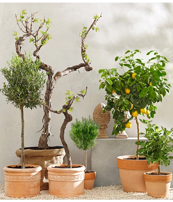 XXL Weinrebenstamm, Ca. 200-220 Cm, Verschiedene Sorten 4 XXL Weinrebenstamm, Ca. 200-220 Cm, Verschiedene Sorten – Bild 2