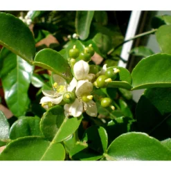 Dehner Gourmet Garten Kaffir-Limette -Angebote Biohort Store 7120884 WE DE 002 GGCitrusHystrix Pixabay