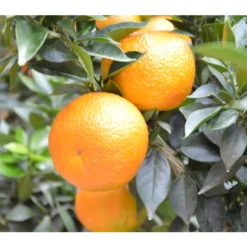Angebote Biohort Store -Angebote Biohort Store 7120892 PR MO 001 CalamondinBoerseGruen2016