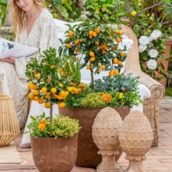 Terrakotta-Pinie, Ø 20 X 40 Cm -Angebote Biohort Store 7120934 WE MO 001 MediterranerFruehlingPalmenCitrus 2