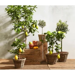 Olive, Stämmchen -Angebote Biohort Store 7120942 7119068 7118326 7297088 7296874 WE MO 001 ZitronenbaumCitrusLimonStammOliveOleaEuropaea