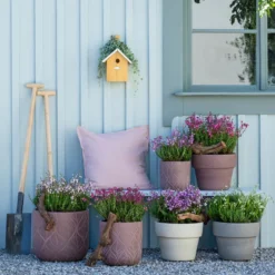 Graue Glockenheide, Verschiedene Farben 18 Graue Glockenheide, Verschiedene Farben -Angebote Biohort Store 7163009 WE MO 001 DaboeciaMixGlockenheide 2021 GC11