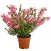 Südafrikanisches Heidekraut -Angebote Biohort Store 7172026 PR FS 001 EricaVerticitataT11DehnerExpressHerzig