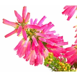 Beet- & Balkonset Heidenzauber, 6-teilig -Angebote Biohort Store 7172026 WE DE 004 EricaVerticitataT11