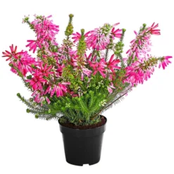 Beet- & Balkonset Heidenzauber, 6-teilig -Angebote Biohort Store 7172026 WE FS 001 EricaVerticitataT11Dehner