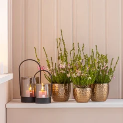 Südafrikanisches Heidekraut -Angebote Biohort Store 7172026 WE MO 001 HeidekrautEricaVerticilliata