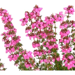 Graue Glockenheide, Verschiedene Farben 21 Graue Glockenheide, Verschiedene Farben -Angebote Biohort Store 7172521 WE DE 001 EricaCinereaGrauheideT10Herzig